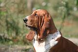 BASSET HOUND 234